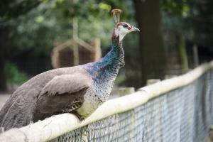 2023-09-03-Wildpark-144