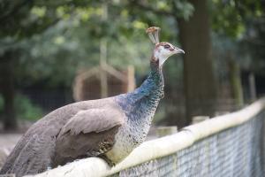 2023-09-03-Wildpark-146