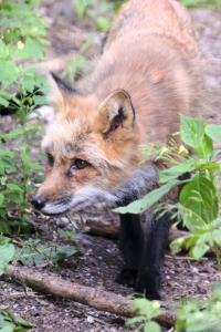 2023-09-03-Wildpark-153