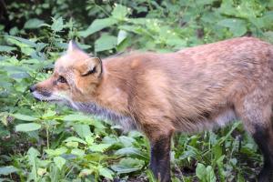 2023-09-03-Wildpark-156
