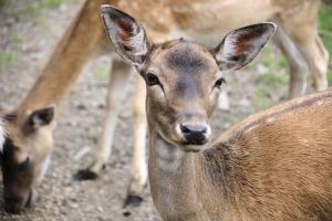 2023-09-03-Wildpark-86