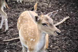 2023-09-03-Wildpark-88