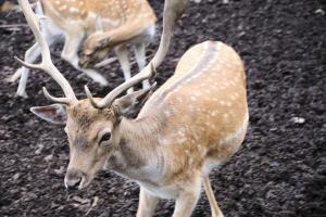 2023-09-03-Wildpark-89