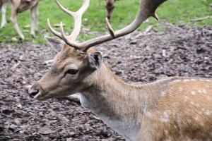 2023-09-03-Wildpark-90