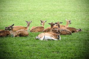 2023-09-03-Wildpark-94