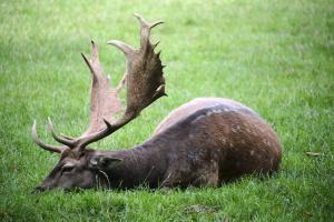 2023-09-03-Wildpark-97