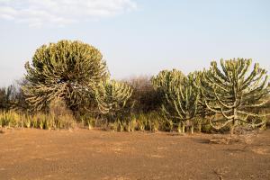 20190823-173215 Tanzania 863