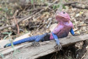 20190825-141220 Tanzania 874