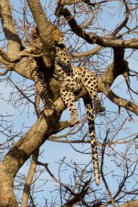 20190825-180808 Tanzania 355