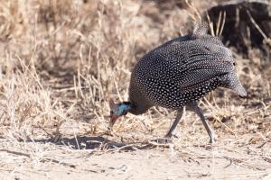 20190826-090049 Tanzania 201