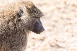 20190826-091008 Tanzania 207