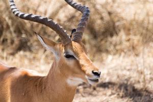20190826-111146 Tanzania 253