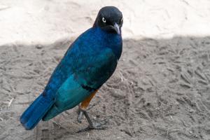 20190827-140626 Tanzania 891