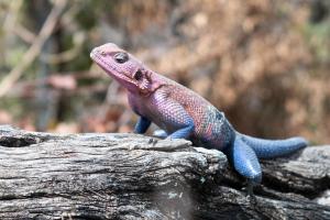 20190827-142454 Tanzania 892