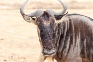 20190828-095010 Tanzania 085