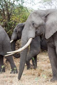 20190829-091556 Tanzania 015