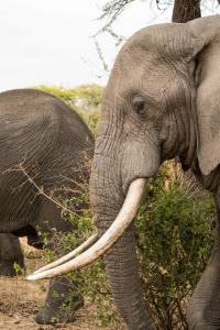 20190829-091931 Tanzania 910