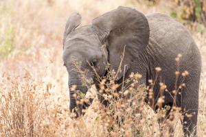 20190829-103159 Tanzania 034